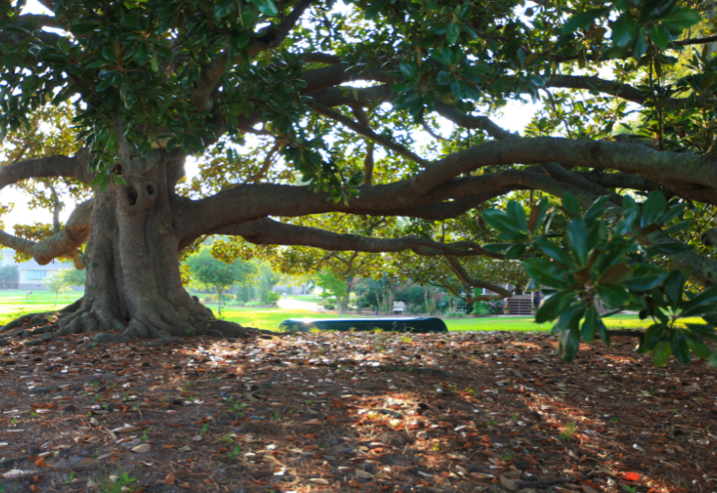 Magnolia tree