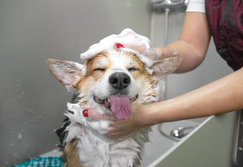 Dog wash station