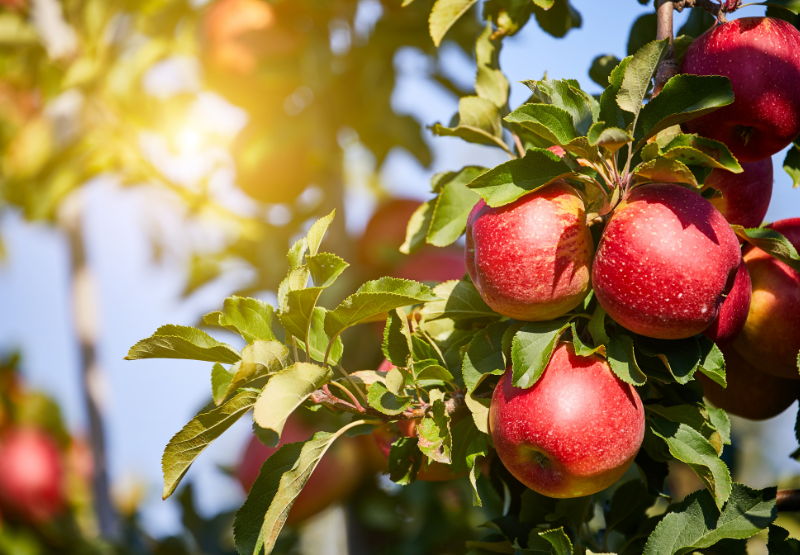 Apple orchard