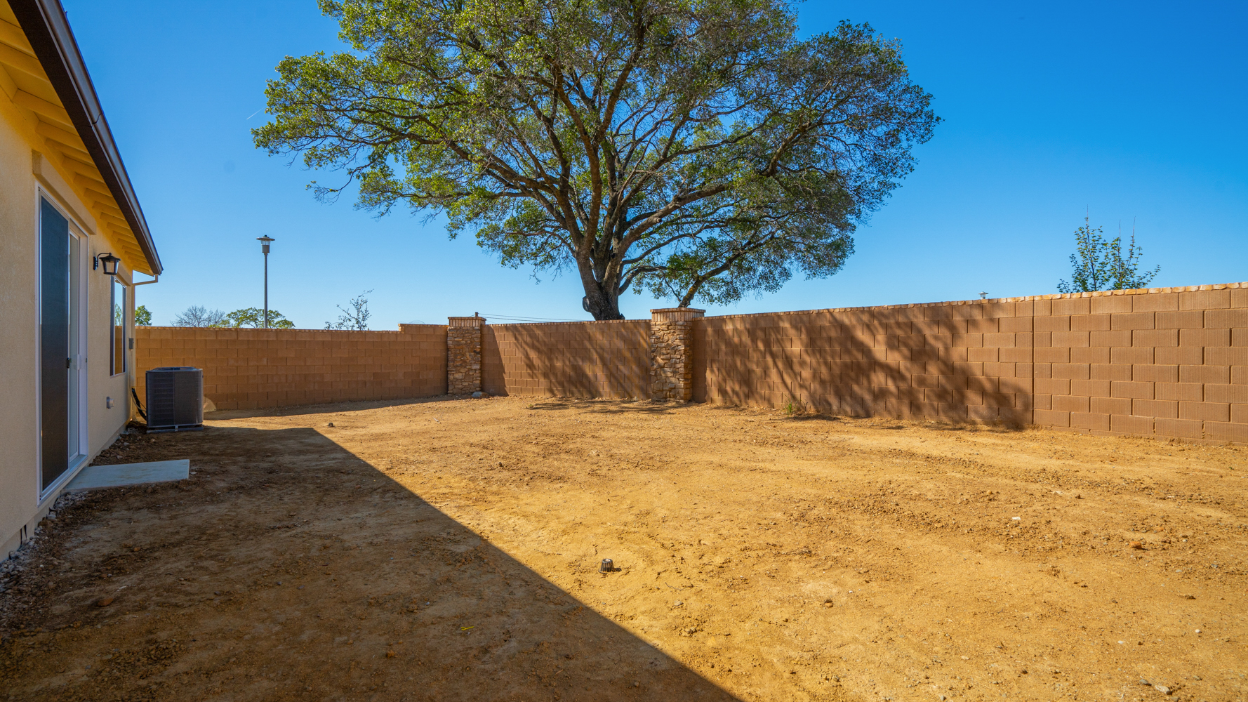 A tree in a dirt yard.