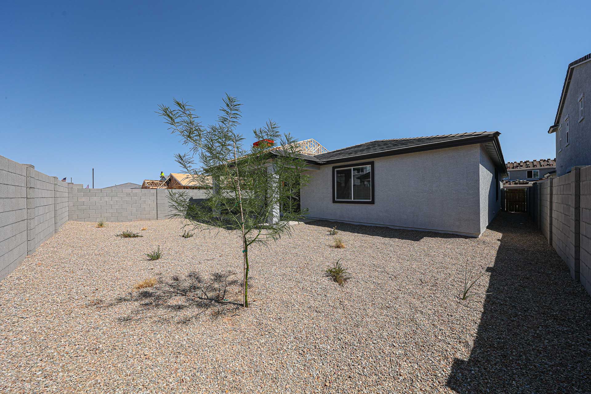 A tree in a dirt yard.