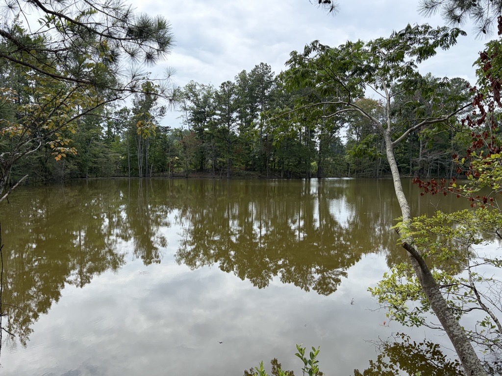 A body of water with trees around it.