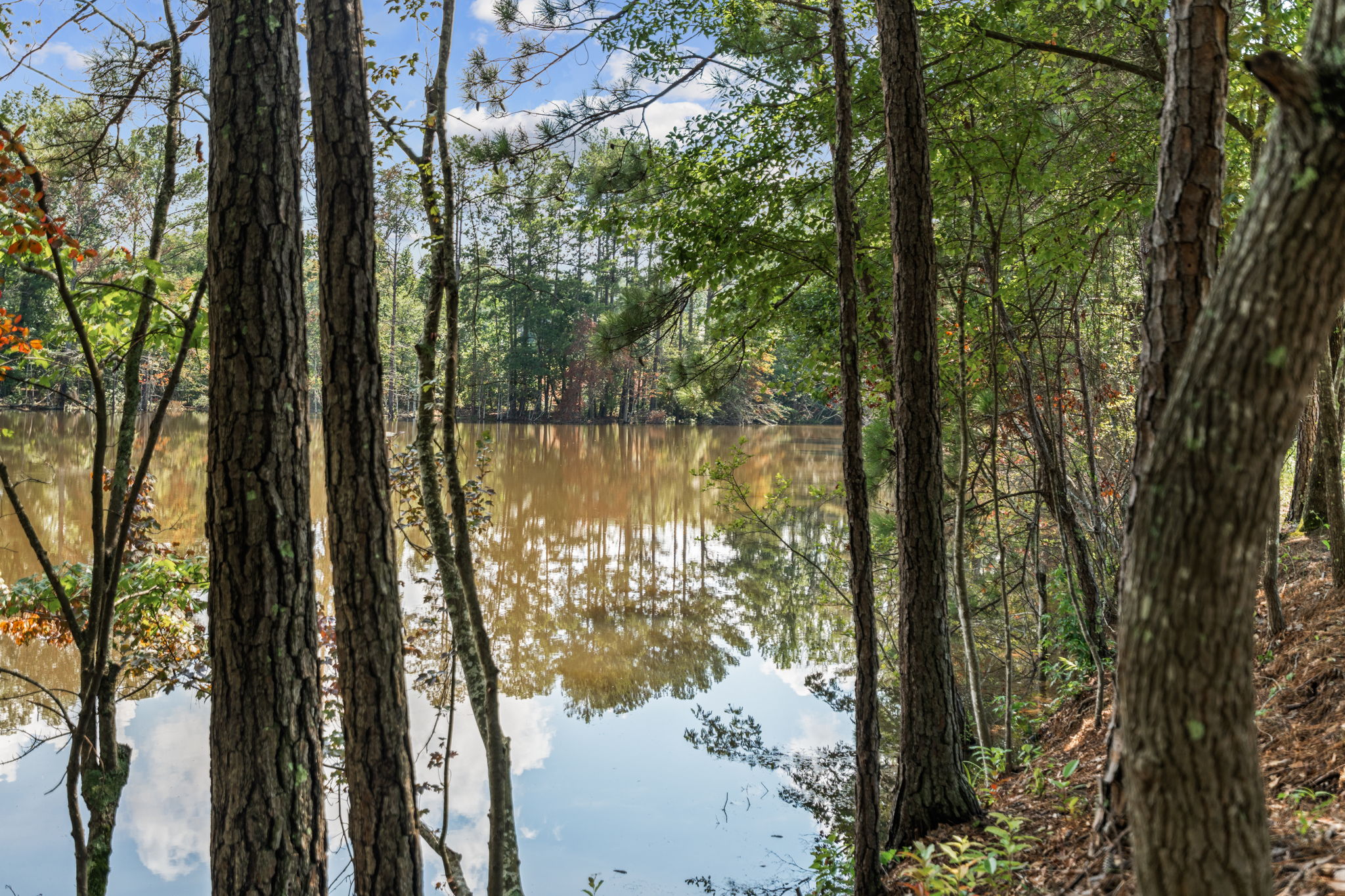 A body of water surrounded by trees.