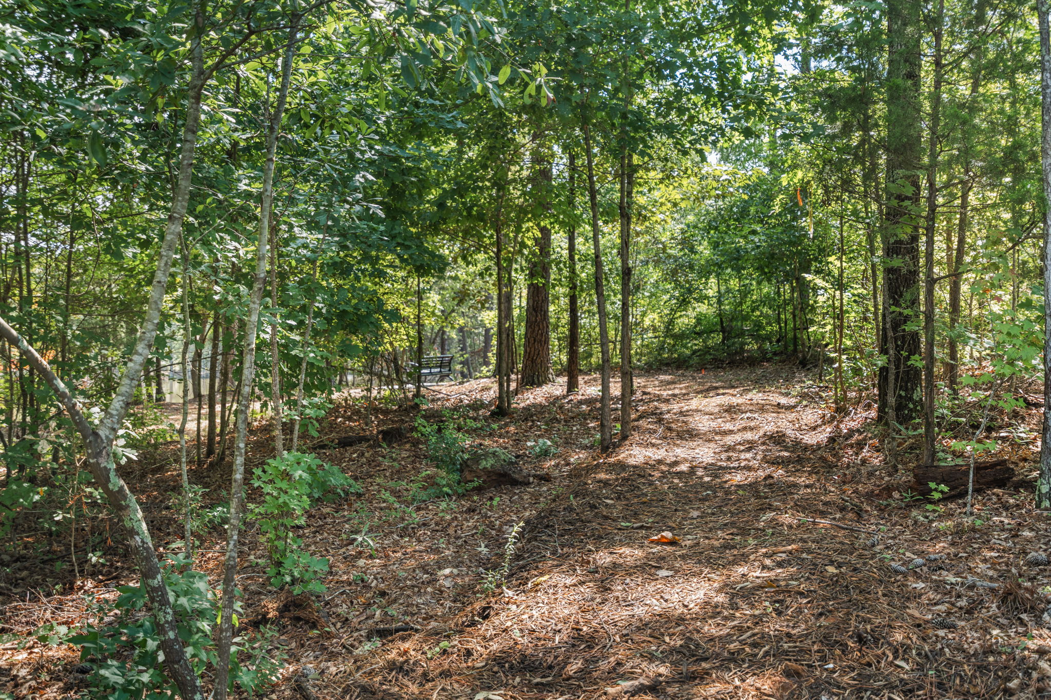 A dirt path through a forest.