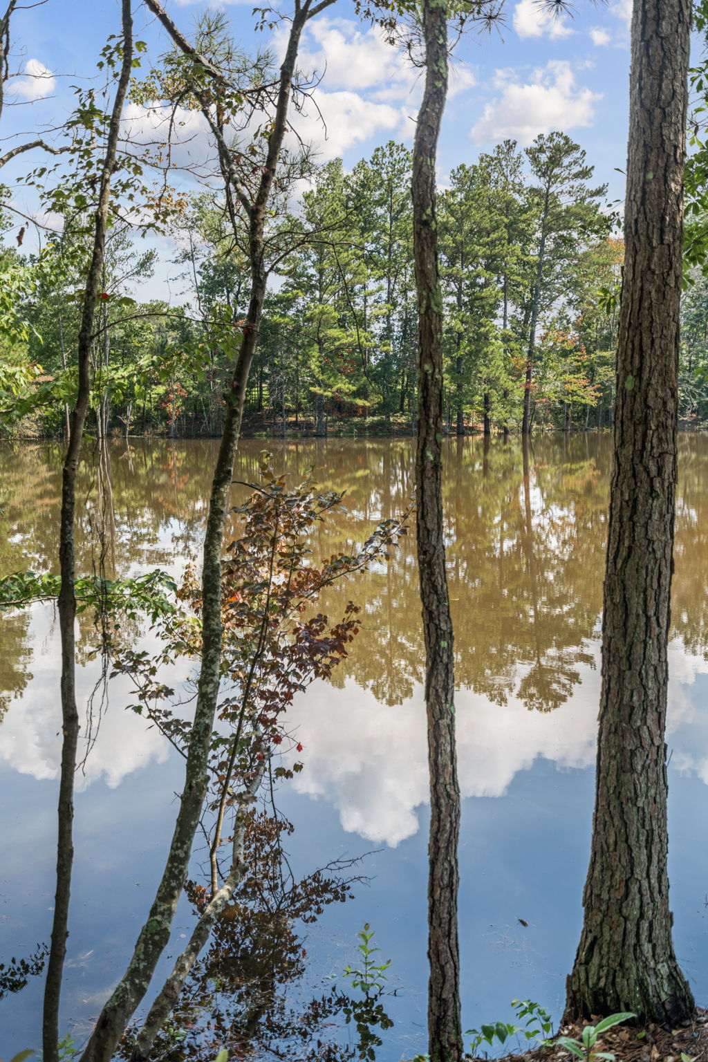 A body of water surrounded by trees.