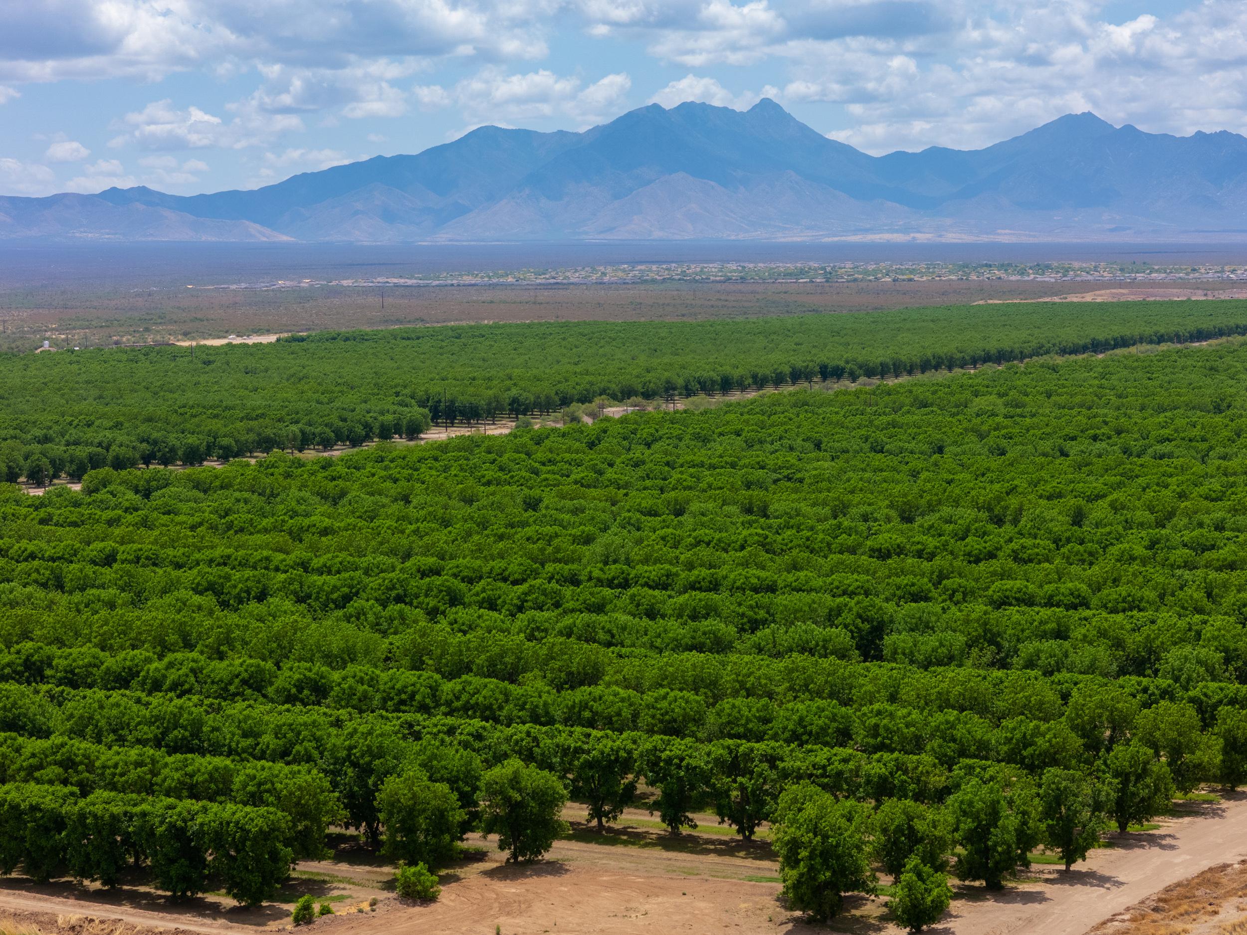 A large green field with mountains in the background.