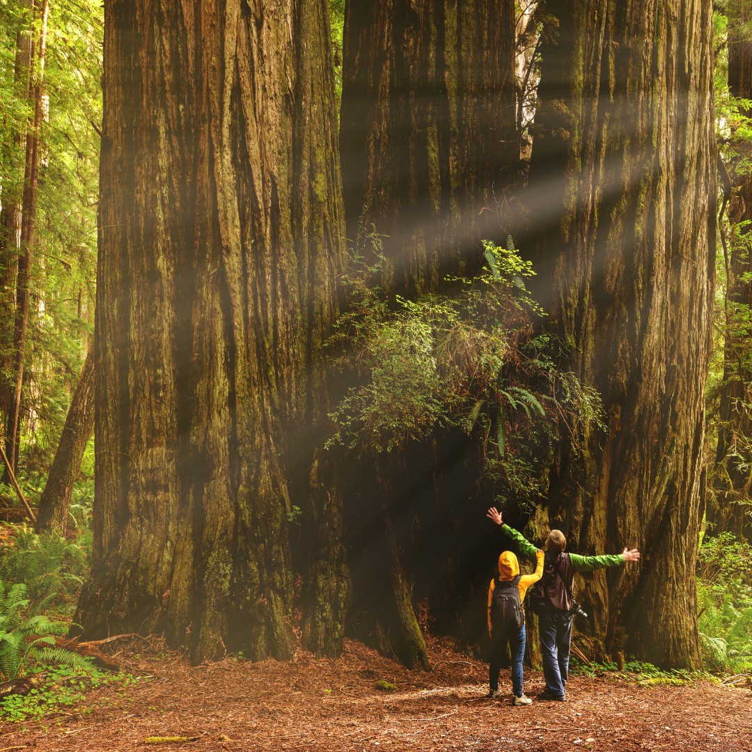 Two People Hiking at Redwood National Park